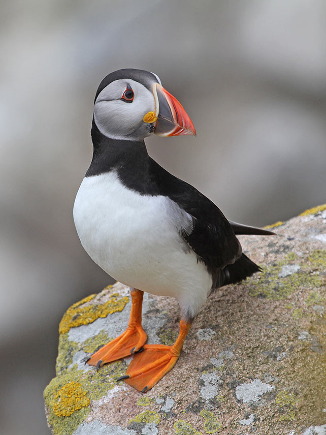 Portrait of a Puffin on lichen covered rock. Photo credit: Mark L Stanley.