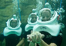 Attractions - SeaVenture at Discovery Cove - Orlando.