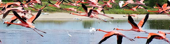 Flock of flamingos in flight.