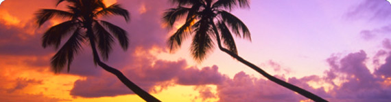 Palm trees in Barbados.