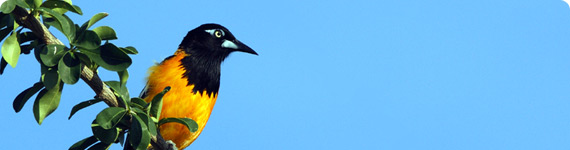 Bird on a tree in Bermuda.