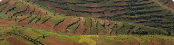 Pelican with Lake Victoria in the background.