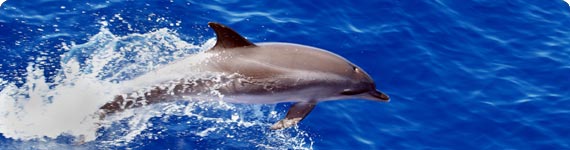 Dolphin in Florida.
