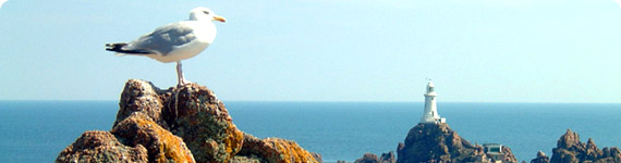 Bird on rock in Jersey.