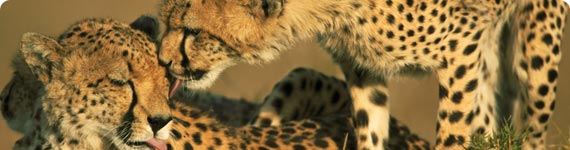 Wildlife in Johannesburg.