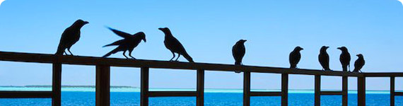 Birds on a fence in the Maldives.