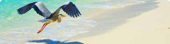 Bird flying over Montego Bay beach.