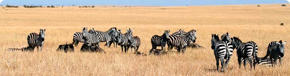 Zebras in Kenya.