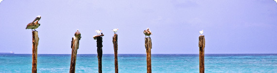 Birds at seashore in the Bahamas.