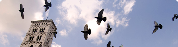 Birds in flight over Rome.