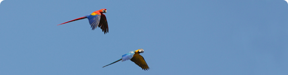 Parrots in flight over Saint Lucia.