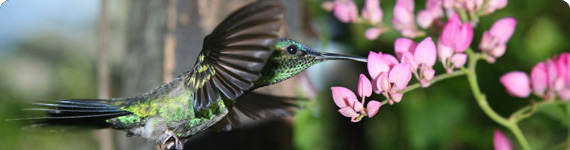 Bird in flight in St Kitts and Nevis.