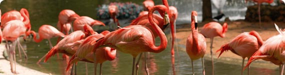Flamingos in Tampa.