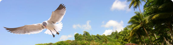 Seagull in flight over Tobago.