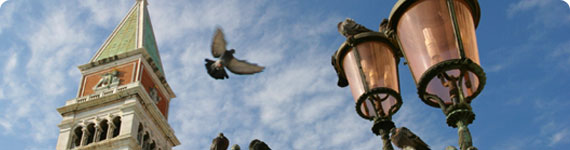 Pigeon in flight in Venice.