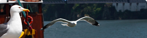 Seagull in flight over Lisbon.