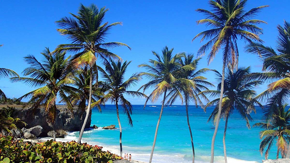 Palm trees on Barbados beach.