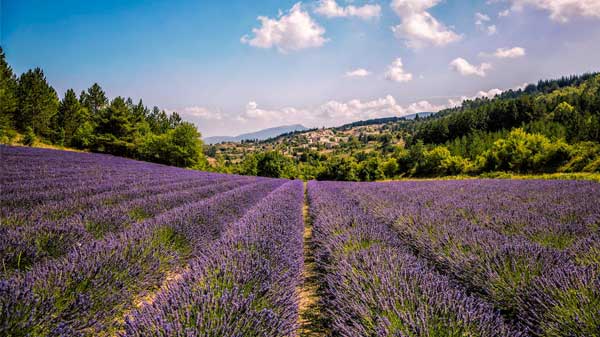 Lavendelfeld vor einem Dorf, Provence.