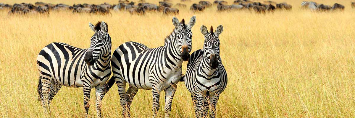 Zebra in Kenya.