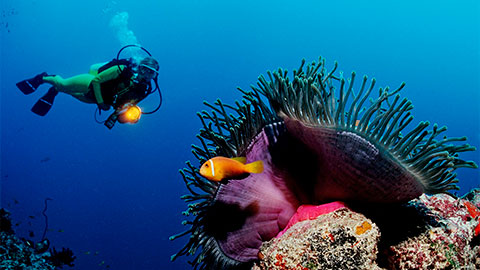 潜水员在海洋里潜水，下方是色彩明亮的珊瑚。