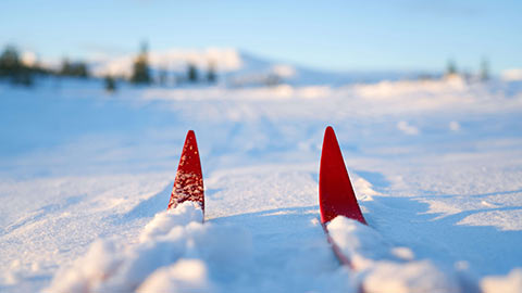 Ski tips on the snow in a Norwegian mountain area. Cross-country skiing in the mountains, Synnfjell Oppland County Norway.