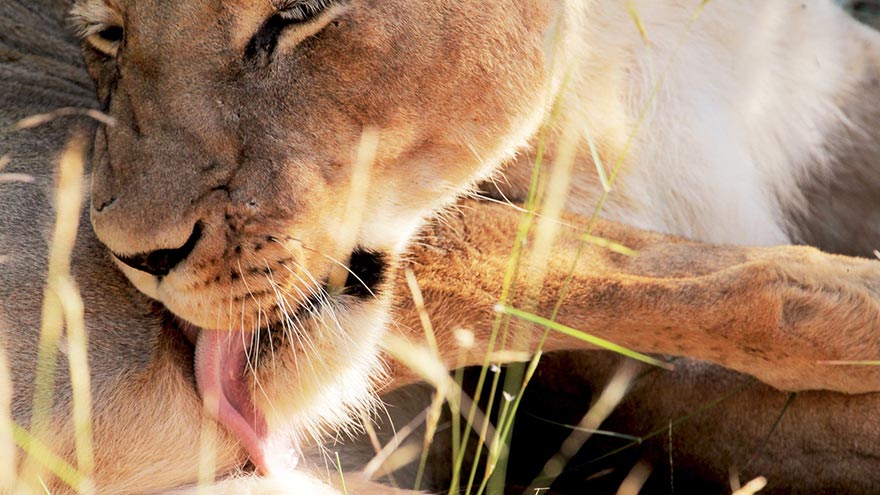 Ritratto del primo piano di una leonessa, Sudafrica.