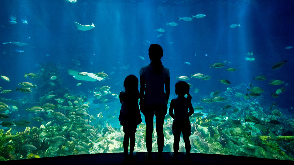 Children looking at Aquarium in Orlando.