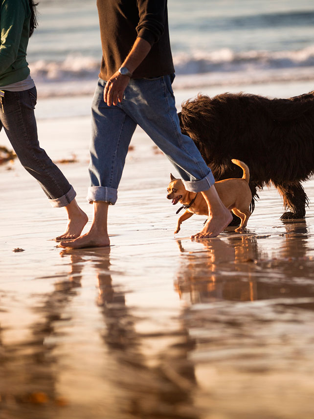 Hunde am Carmel Beach © Pgiam/Getty Images.