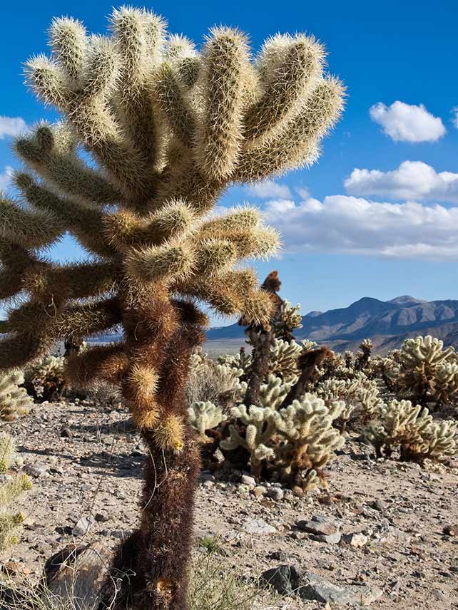 La extraña y maravillosa forma de un cactus saltarín en el Parque Nacional Joshua Tree. © Nickolay Stanev.