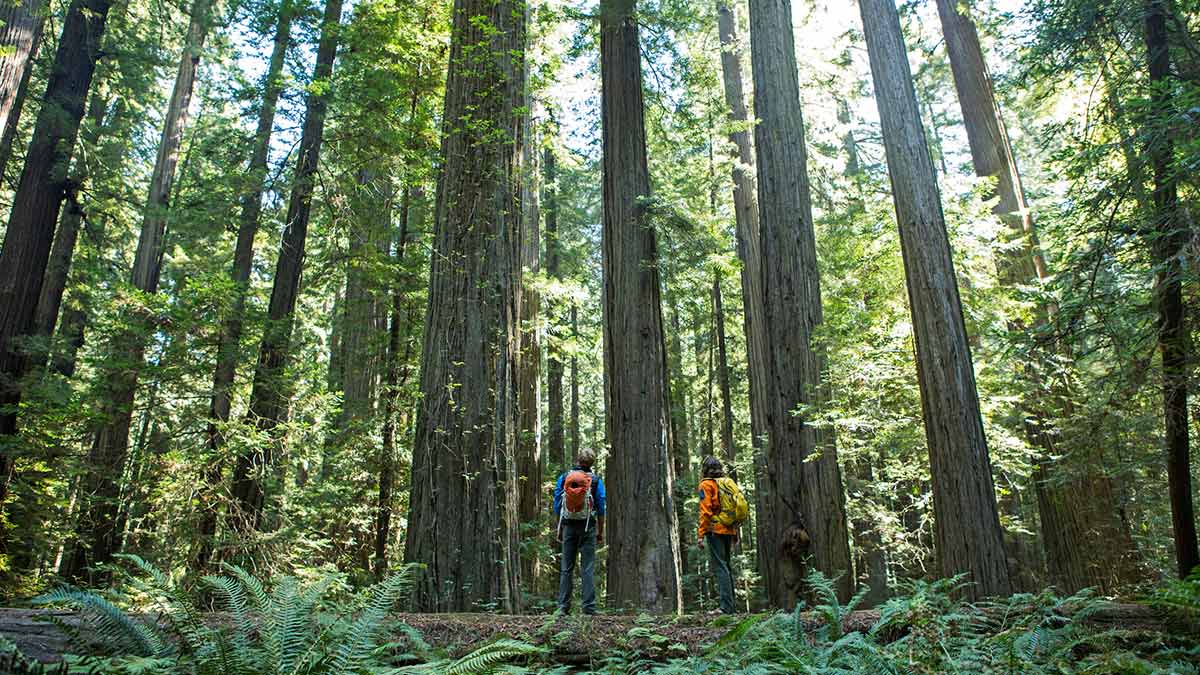 Explore los encantadores bosques de los Parques Estatales y Nacionales de Redwood © Getty