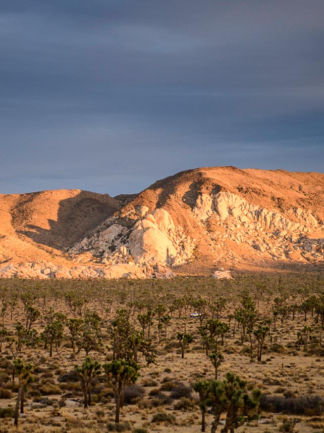 Watch for golden hour at Joshua Tree National Park © Myles McGuinness