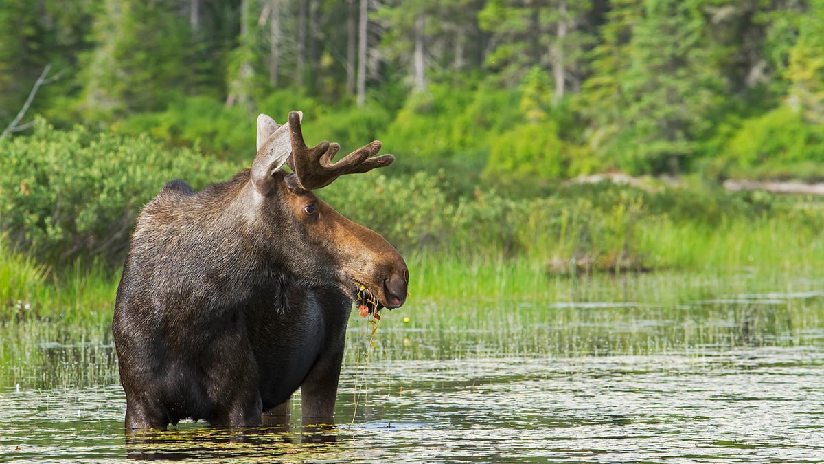 Catch a glimpse of the magnificent Canadian wildlife © Getty.