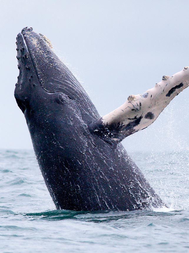 A humpback whale in Corcovado National Park. ©LuismiX.