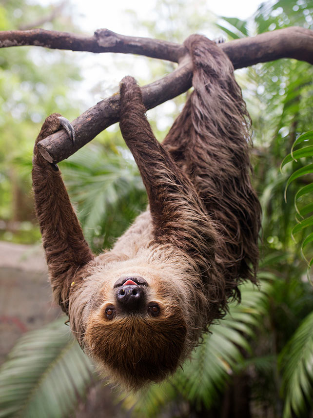 Young Hoffmann's two-toed sloth. ©Chaovarut Sthoop