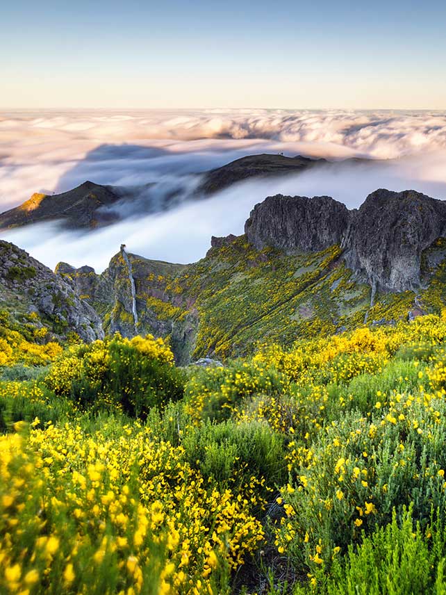Ammira le alture di Madeira ricoperte di coloratissimi fiori. © Evgeni Dinev Photography