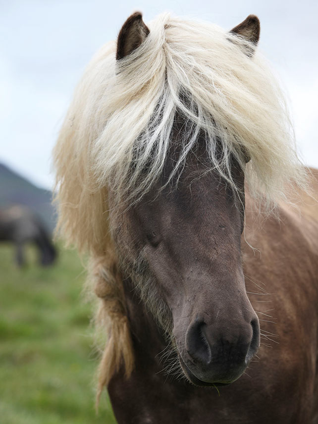 A wild Icelandic horse. Photo credit: Guillermo Avello.