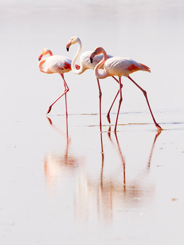 Flamingos on the Salt Lake. Photo credit: iWebbtravel / Alamy Stock Photo.