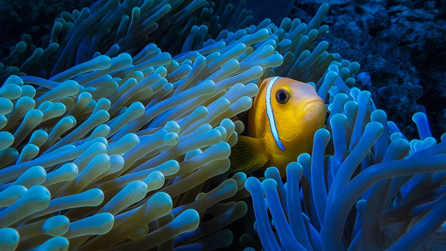One of the many residents of the reef. Clown Fish, Maldives. © Robin Maltete.