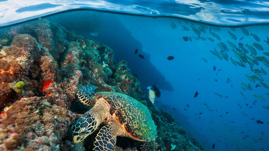 Hawksbill Sea Turtle exploring coral reef under water surface. ©Jag_cz