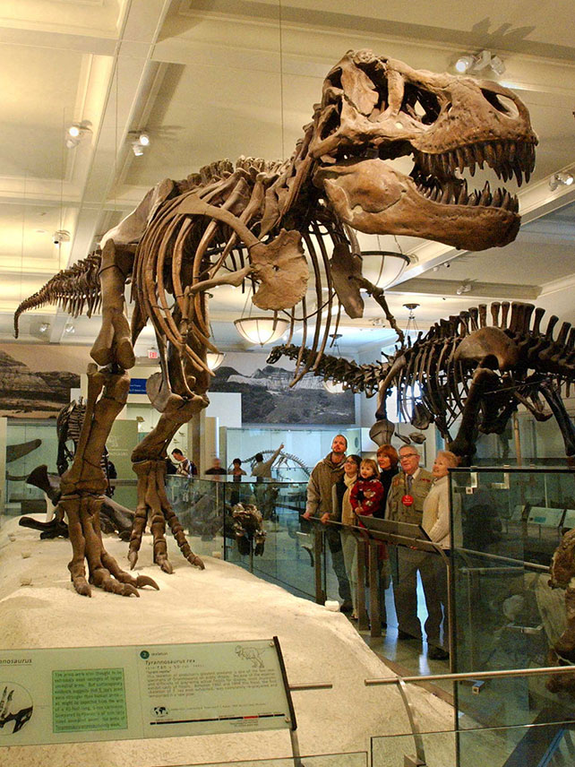 El esqueleto del T-rex es un enorme dibujo en el Museo de Historia Natural de Estado Unidos © AMNH/C Chesek
