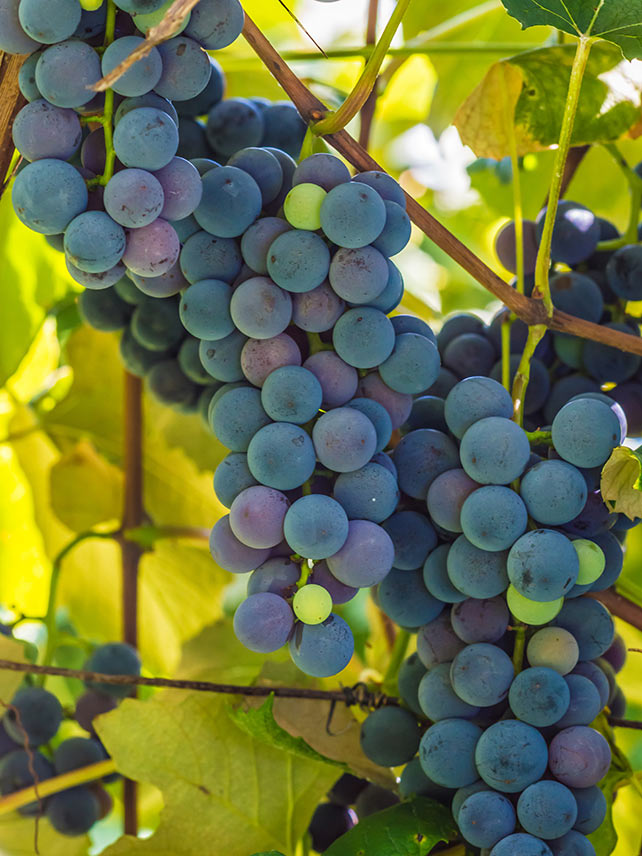 Kosten Sie die Produkte der Weingüter rund um Finger Lakes © Getty