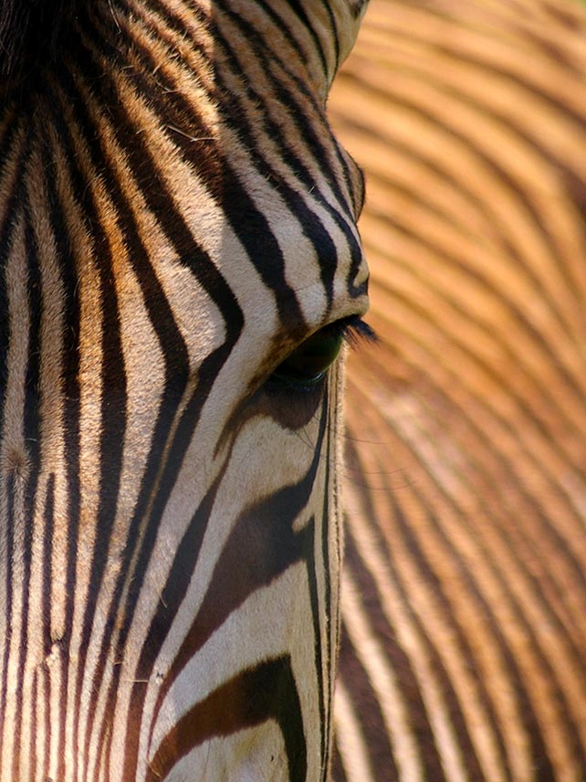 Zebra-watching in the parks. Photo by Beverley Way / EyeEm