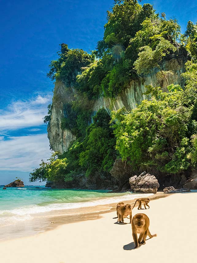 Monkeys on Monkey Beach, Phi Phi Islands ©Anna Jedynak.