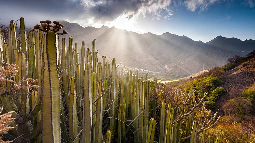 The dramatic landscape of Cactus Valley in Anaga Rural Park, Tenerife. ©Evgeni Dinev Photography.
