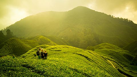Plantation de thé dans les Hauts plateaux de Cameron, en Malaisie.