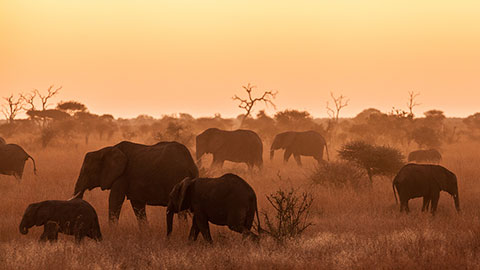 Éléphants dans le parc national Kruger.