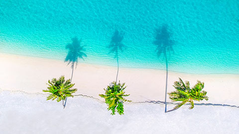 Palm trees on the sandy beach and turquoise ocean from above.