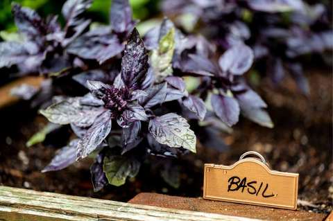 Carlton, San Francisco