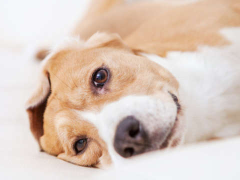 Recreational facility